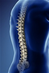 Illustration of spine